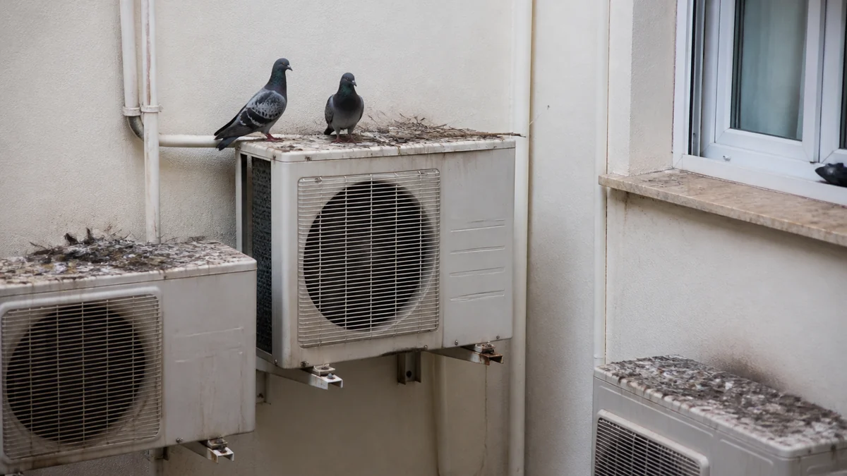 Palomas y ramitas de nido junto a unidades exteriores de aire acondicionado en un patio interior