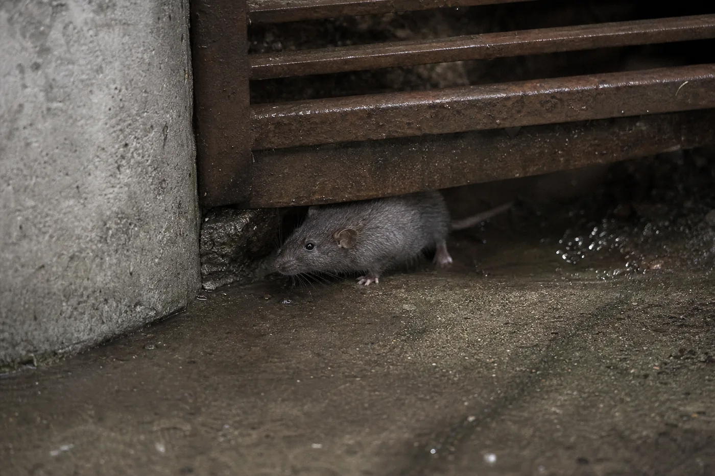 Ratas en Mollet del Vallès