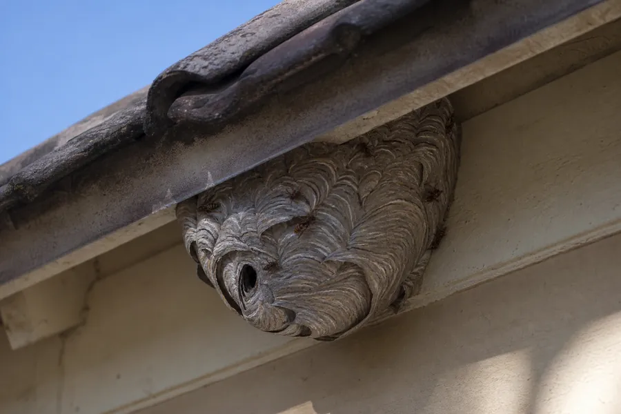 Tratamiento de abejas y enjambres en Mollet del Vallès — Fumigaciones Mollet