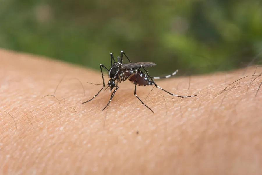 Control del mosquito tigre en Mollet del Vallès — Fumigaciones Mollet